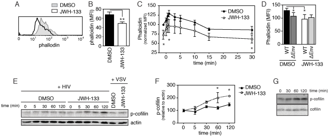 Alteration of actin organization in primary CD4+ T cells pretreated with CB2 agonist.(A–B) Total F-actin, as measured by phalloidin binding, following 3 hours of pretreatment with 100 nM of the CB2 agonist JWH-133 in (A) a representative donor and (B) multiple donors (mean±SEM; n = 7 donors; **p = 0.0021). (C) Normalized change in phalloidin binding as a result of HIV-1-mediated CXCR4 activation in CD4+ T cells pretreated with DMSO or JWH-133 (mean±SEM; n = 4 donors; *p<0.05). (D) Mean phalloidin binding in DMSO or JWH-133 pretreated CD4+ T cells treated for 1 minute with wild type (WT) or Env null (ÄEnv) HIV-1 (mean±SEM; n = 4 donors; *p<0.05). (D–E) Cofilin phosphorylation following HIV-1 or VSV-pseudotyped viral exposure in CD4+ T cells pretreated with DMSO or JWH-133 in (D) a representative donor and (E) in multiple donors (mean±SEM; n = 3 donors; *p<0.05). (F) Cofilin phosphorylation and total cofilin following HIV-1 exposure in CD4+ T cells treated with JWH-133.