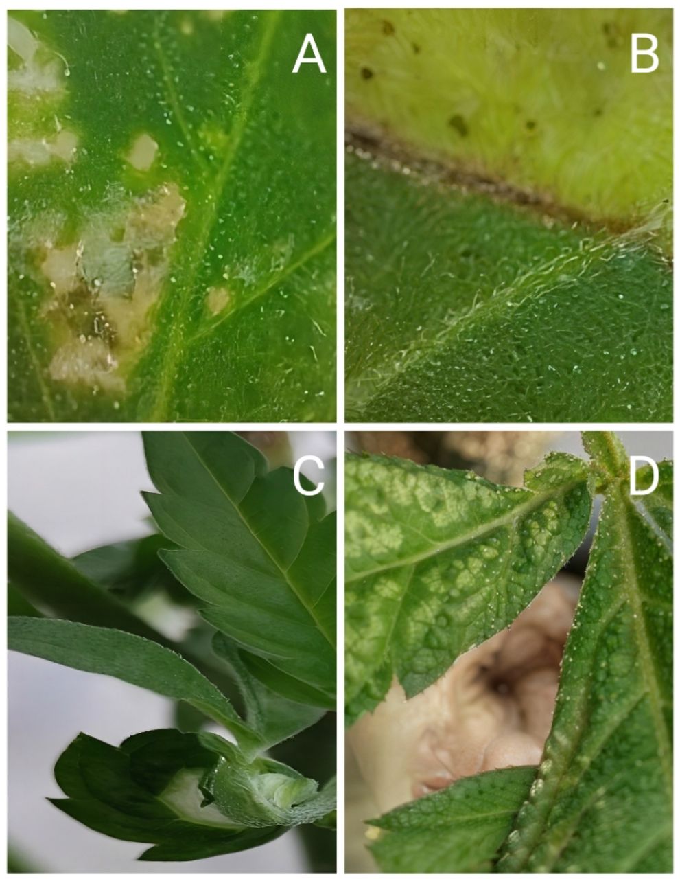 Morphological characteristics of cannabis plant infected with TNVA.Different types of alterations at the level of leaf pigmentation and leaf morphology can be seen. Figure 1A highlights the presence of small eroded segments, which turn brown, typical of an oxidative deterioration process. Figure 1B shows chlorosis in the upper part of the central leaflet of the leaf. This alteration is marked by the formation of a necrotic tissue that separates the pigmented leaf segment from the chlorotic segment. Figure 1C indicates the abnormal development of a leaf marked by the twisting and the absence of half a leaf segment. Figure 1D shows deterioration and wear on the leaf surface, usually attributable to the presence of small insects.