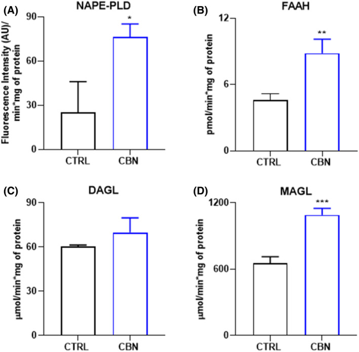 Activity of eCBs‐metabolic enzymes: (A) NAPE‐PLD, (B) FAAH, (C) DAGLα/β, and (D) MAGL, in HaCaT cells following 24 h treatment with 2.5 μM CBN. Data are the mean ± SEM of three independent experiments (n = 3). Statistical analysis was performed using an unpaired t‐test (*p < 0.05, **p < 0.01, and ***p < 0.001 vs. control).