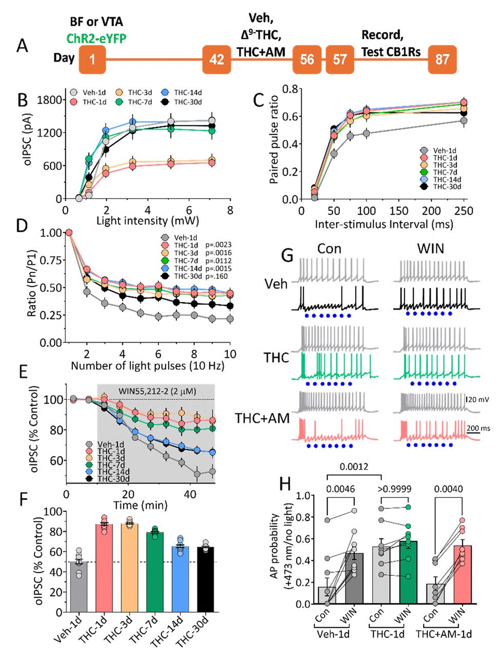 Time course of impaired BF–LHb GABAergic transmission and CB1R desensitization during Δ⁹-THC withdrawal.A. Experimental timeline. B. I-O curves of photostimulated BF oIPSCs at different days of Δ9-THC or Veh withdrawal show reduced inhibition at 1- and 3-days post-withdrawal (vs. Veh-1d; p = 0.01, 0.039, Dunnett post hoc). C. PPRs significantly increased at 50, 75, and 100 ms ISIs, at 30d of Δ9-THC withdrawal, compared Veh-1d shows enduring synaptic impairment. D. 10 Hz photostimulation-induced synaptic depression was reduced at all withdrawal time points except 30d. oIPSCs evoked by pulses 2-10 are expressed as a proportion of oIPSC evoked by the first stimulus. E–F. CB1R agonist (WIN, 2 µM) inhibition of BF oIPSCs was diminished throughout 1–30d of Δ⁹-THC withdrawal (p < 0.0001). G. Current clamp recordings show reduced BF-mediated inhibition of LHb APs at 1d Δ9-THC withdrawal, and loss of WIN effect; AM251 co-treatment restored both. Waveforms show APs evoked by 200 pA, depolarizing current pulses in the absence of BF axon photostimulation (gray waveforms), and during photostimulation (blue dots), in neurons from the Veh-1d (black waveforms), Δ9-THC-1d (green waveforms) and THC+AM-1d (red waveforms) groups, before (Control, Con) and during WIN (2µM) application. H. Summary of AP probability showing a significant basal increase in the Δ9-THC-Con withdrawal group, compared to Veh-Con group (p = 0.0012, Bonferroni post-hoc), and the loss of WIN-induced increase in AP probability in the Δ9-THC withdrawal neurons. Note that the change in AP probability was prevented by in vivo treatment with AM251. p values from Bonferroni post-hoc comparisons following a significant (1-way ANOVA (F5,46) = 7.682, p<0.0001). number rats/number neurons: B–D: Veh-1d: 5/10–15, THC-1d: 4/14–17, THC-3d: 4/14–15, THC-7d: 4/15, THC-14d: 4/15, THC-30d: 4/14–15; E–F: Veh-1d: 4/9, THC-1d: 4/12, THC-3d: 4/10, THC-7d: 4/11, THC-14d: 4/12, THC-30d: 4/11; H: Veh: 6/18, THC: 8/27, THC+AM: 6/19.