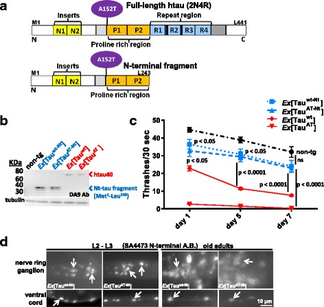 N-terminal tau fragments (wild-type or with A152T mutation) are not toxic to C. elegans neurons. a Bar diagram depicts the N-terminal fragment of tau (amino acids Met1-Leu243) derived from full-length Tau. The pan-neuronal snb-1 promoter drives the expression of wild-type N-t- or mutant N-t-fragment (Tauwt-Nt and TauAT-Nt respectively) in C. elegans neurons. b Blot showing the protein expression levels in worms carrying N-terminal fragments or full-length tau transgenes as extrachromosomal arrays. 30 synchronized day-1 old adult worms from each transgene (Ex[Tauwt-Nt], Ex[TauAT-Nt], Ex[Tauwt] and Ex[TauAT]) were lysed and subjected to western blot analysis using N-terminal Tau specific DA9 antibody (epitope at aa 100-130). Non-tg worms serve as control and tubulin as loading control. c Age-related comparison of rate of body thrashing in liquid for days 1, 5 and 7 from the respective transgenic animals. In contrast to full-length tau (Tauwt or TauAT), expression of N-terminal Tau fragments in C. elegans neurons (Tauwt-Nt or TauAT-Nt) cause only slight reductions (~10-13 %) in thrashing at day 1 and day 5. The data points represent the mean (±SEM) thrashing rate and time point, n ≥ 30. Two-way ANOVA followed by Bonferroni correction was used for multiple comparisons. d Immunostaining of animals expressing either wild-type- or mutant-N-t tau fragments at different time points with N-terminal tau-specific antibody SA4473. Top panels depict nerve ring ganglion while the bottom panels show nerve cords. N-terminal Tau fragments show localization restricted to cell bodies and nuclei (white arrows), as nerve processes are largely invisible, in contrast to the situation with full-length Tau (see Fig. 1c)
