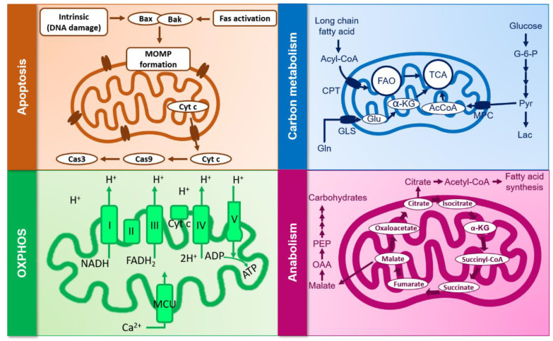 Mitochondrial processes potentially affected by cannabinoids. α-KG: alpha-ketoglutarate; CPT: carnitine palmitoyltransferase; FAO: fatty acid oxidation; GLS: mitochondrial glutaminase; MOMP: mitochondrial outer membrane permeabilization; MCU: mitochondrial calcium uniporter; MPC: mitochondrial pyruvate carrier; OAA: oxaloacetate; TCA: tricarboxylic acid cycle.