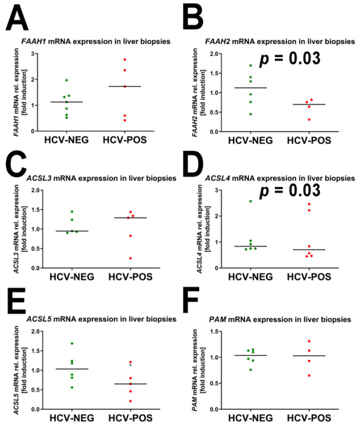 mRNA expression of genes involved in FAA metabolism. (A) Fatty acid amide hydrolase 1 (FAAH1); (B) Fatty acid amide hydrolase 2 (FAAH2); (C) Acyl-CoA synthetase long chain family member 3 (ACSL3); (D) Acyl-CoA synthetase long chain family member 4 (ACSL4); (E) Acyl-CoA synthetase long chain family member 5 (ACSL5); (F) Peptidylglycine alpha-amidating monooxygenase (PAM).