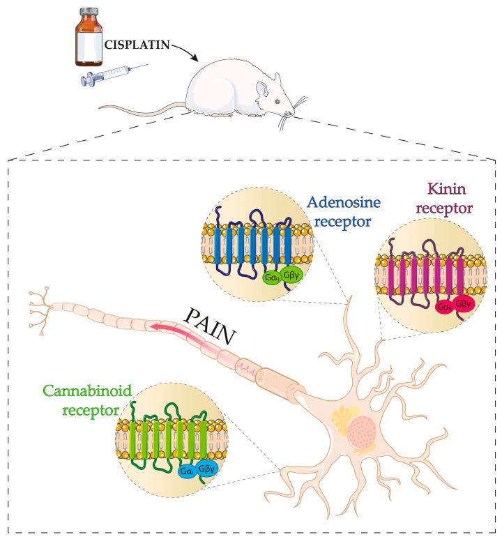 Schematic representation of the principal GPCRs involved in cisplatin-induced peripheral neuropathy. The Figure demonstrates kinin B1 and B2 receptors, adenosine receptors, and CB1 and CB2 receptors involved in cisplatin-induced peripheral neuropathy. Parts of the Figure were drawn using pictures from Servier Medical Art by Servier, licensed under a Creative Commons Attribution 3.0 unported license.