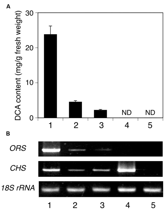 Analyses of the tissue distributions of DCA and PKS transcripts in R. dauricum. (A) DCA content in various tissues, analyzed by HPLC. Numbers indicate young leaves (1), mature leaves (2), twigs (3), flowers (4), and roots (5). The data are means ± SD of triplicate assays. ND, not detected. (B) Semi-quantitative RT-PCR analyses of ORS and CHS gene expression. The 18S rRNA gene fragment was amplified as a housekeeping gene. Numbers indicate the same tissues as shown in (A).