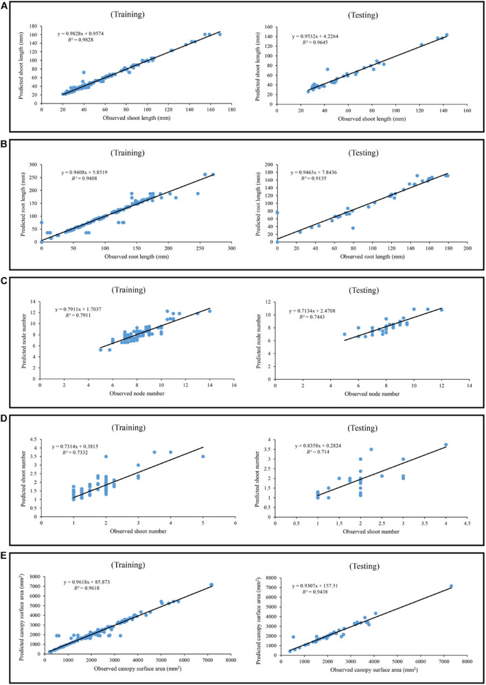Scatter plot of experimental data vs. predicted data of (A) shoot length, (B) root length, (C) node number, (D) shoot number, and (E) canopy surface area in in vitro Cannabis shoot growth and development, using generalized regression neural network (GRNN) in both training and testing subsets.