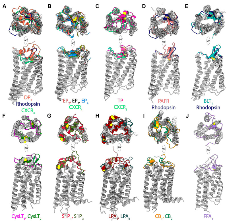 Organization of the extracellular domain in representative lipid receptor structures belonging to (A) DP2 (dark orange), (B) EP2,3,4 (red, olive, blue, respectively), (C) TXA2 (dark pink), (D) PAFR (coral), (E) BLT1 (cyan), (F) cysLT1,2 (magenta, dark green, respectively), (G) S1P1,3 (crimson, olive green, respectively), (H) LPA1,6 (maroon, slate, respectively), (I) CB1,2 (orange, sea green), and (J) FFA1 (purple). The structures of rhodopsin (navy blue; PDB ID: 4ZWJ) and CXCR4 receptors (spring green; PDB ID: 3ODU) are superposed with the lipid receptors, where appropriate, to indicate the relative positions of ECL2. The cysteine residues from the lipid receptors involved in disulfide bridges are highlighted using sphere representation.