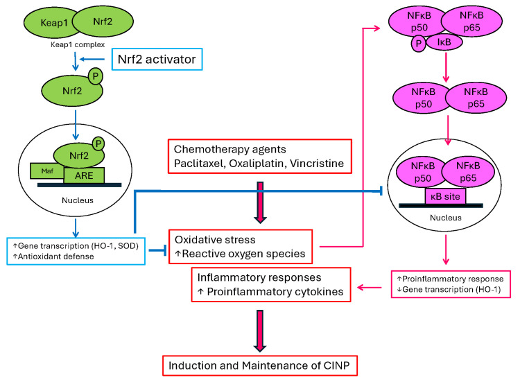 Cartoon model of nuclear factor erythroid 2 (NFE2)-related factor 2 (Nrf2) signaling and nuclear factor kappa B (NF-κB) in chemotherapy-induced neuropathic pain (CINP). Chemotherapy agents induce neuropathic pain by increasing both oxidative stress and inflammatory responses (center). Nrf2 activator decreases oxidative stress by initiating several cytoprotective genes (SOD and HO-1) and proinflammatory responses by inhibiting the NF-κB (p50 and p65 subunit) pathway, which can ameliorate CINP and prevent the induction of CINP. ⬇, induce; ↓, decrease; ↑, increase; ⊣, block.