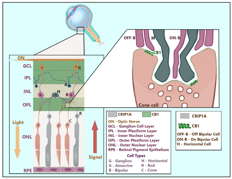 Distribution of CB1R and CRIP1a in the retina. CRIP1a (shown here as diagonal lines) is found dispersed throughout presynaptic regions of glutamatergic and GABAergic retinal neurons spanning the ganglion cell layer through the outer plexiform layer. CB1R is localized to the presynaptic membranes of retinal synapses in the ganglion cell layer and both inner and outer plexiform layers. This figure artistically renders the positions and common synapses of relevant neurons within the layers of the retina while superimposing identified regions of CRIP1a and CB1R expression. The enlarged synapse depicts the known region of CRIP1a and CB1R co-expression at the presynaptic zone of a cone cell in the outer plexiform layer. This artistic rendering was designed based on the described interaction between cone cells and bipolar cells by Chapot and colleagues [63] and on the shape and location of retinal neuronal cell types described in Neuroscience, 2nd Edition [64].
