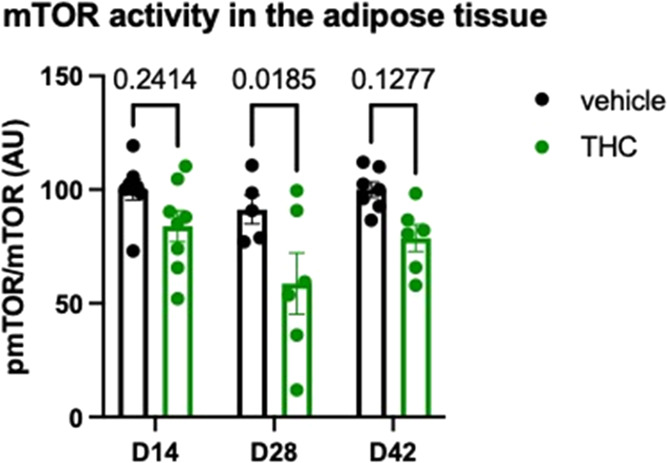 THC treatment leads to a decrease in the level of mTOR phosphorylation in the adipose tissue. Significances were calculated by Bonferroni’s t test after two-way ANOVA.
