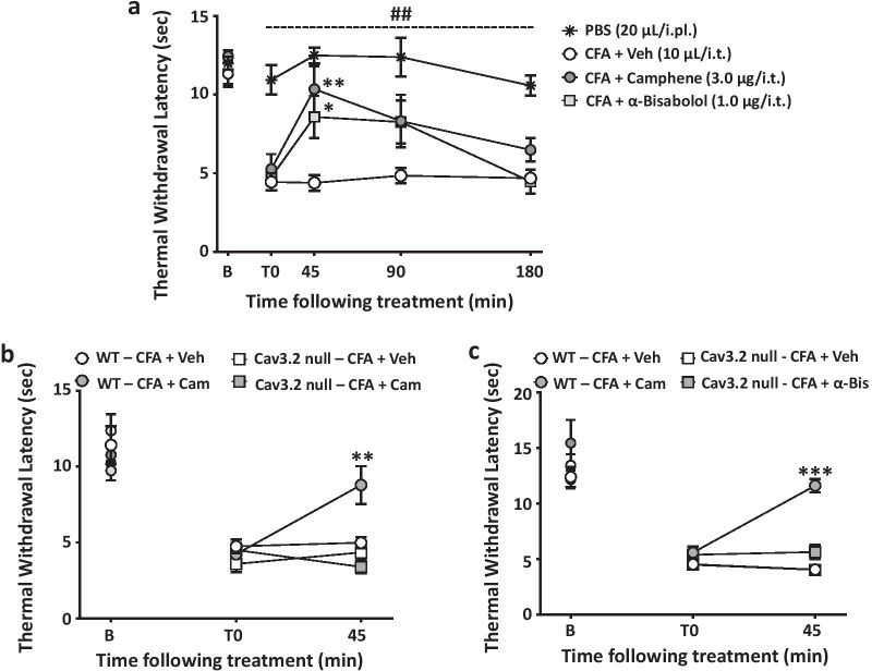 a Thermal withdrawal latencies of CFA-injected male mice treated with camphene (3.0 μg/i.t.), alpha-bisabolol (1.0 μg/i.t.) or control vehicle (10 ul/i.t). The dashed line and hashtag indicate the range of data points where PBS treated animals differed from the CFA treated group (## P < 0.01). b, c Data for thermal hyperalgesia of Cav3.2 null and WT mice when measured 45 min after treatment with b camphene (3.0 μg/i.t.) or c alpha-bisabolol (1.0 μg/i.t.). Each circle represents the mean ± S.E.M. (n = 4–9) and data are representative of 2 independent sets of experiments. Statistical analyses were performed by two-way, or three-way ANOVA followed by Tukey's test (*P < 0.05, **P < 0.01 relative to vehicle)