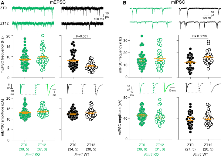 Oscillation of both excitation and inhibition is flattened in Fmr1 KO mice(A) mEPSC frequency does not change with time of day in Fmr1 KO mice (p = 0.35, Mann-Whitney test), but is higher at ZT0 in Fmr1 WT control mice (p = 0.001, Mann-Whitney test). Amplitude did not change with time of day in either genotype (KO: p = 0.19; WT: p = 0.39; Mann-Whitney test).(B) mIPSC frequency does not change with time of day in Fmr1 KO mice (U = 596, p = 0.93, Mann-Whitney test), but is higher at ZT12 in Fmr1 WT control mice (t(51) = 2.69, p = 0.0098, t test). Amplitude did not change with time of day in either genotype (KO: t(68) = 1.26, p = 0.21; WT: t(51) = 0.46, p = 0.65, t test). Data are presented as mean ± SEM. Sample size is indicated as (cells, mice). Averaged traces: solid lines indicate ZT0, dotted lines indicate ZT12; scaled, superimposed averaged traces illustrate that there was no difference in kinetics between the two times of day. For detailed mE/IPSC characteristics and test statistics, see Table S4.