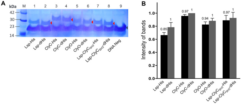 Cell-free expression and quantification of recombinant proteins with and without His-tags.(A) Western blot analysis of chimeric lysins labeled with biotinylated lysine and detected with HRP-streptavidin. Lane 1: Lsp-His (28.1 kDa); Lane 2: Lsp-dHis (27.1 kDa); Lane 3: ClyC-His (32.1 kDa); Lane 4: ClyC-dHis (31.1 kDa); Lane 5: ClyO-His (29.6 kDa); Lane 6: ClyO-dHis (28.5 kDa); Lane 7: Lsp-ClyCSH3-His (28.1 kDa); Lane 8: Lsp-ClyCSH3-dHis (27.1 kDa); Lane 9: DNA negative sample. The red and black arrows indicate the bands of the expected proteins and the bands of innate BCCP in the E. coli S30 extract. (B) The relative intensity of the protein bands was quantified with ImageJ (ver. 1.53). The experiment was performed in triplicate and the mean ± SD values are shown. The ratios of the protein amounts of recombinant proteins with (black bar) and without (gray bar) His-tags are represented on the top of each bar.