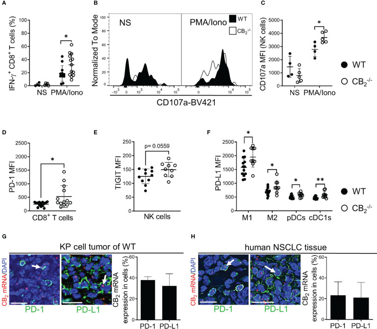 A CB2 deficient TME stimulates activity of CD8+ T and NK cells and alters expression of immune checkpoint proteins. (A) IFN-γ production of intratumoral CD8+ T (CD45+/CD3+/CD8+) cells prior to (non-stimulated, NS) and after ex vivo stimulation with phorbol myristate acetate/ionomycin (PMA/Iono). Data indicate mean values ± SD from two pooled independent experiments. n=4 (for NS); n≥11 (for PMA/Iono).(B, C) Degranulation capacity of tumor-infiltrated NK (CD45+/CD3-/NKp46+) cells before (NS) and after ex vivo stimulation with PMA/Iono. The graph depicts MFI of CD107a on NK cells. One representative experiment is shown. Data indicate mean values ± SD. n≥4. (D) MFI of PD-1 on tumor-infiltrated CD8+ T cells is shown. Data indicate mean values ± SD from two pooled independent experiments. n=13-14. (E) MFI of TIGIT on tumor-infiltrated NK cells. Data indicate mean values ± SD from two pooled independent experiments. n=13-14. (F) MFI of PD-L1 on tumor-infiltrated myeloid cells. Data indicate mean values ± SD from two pooled independent experiments. n=10-13. Detailed information on immune cell markers is provided in Figure S1 . (G) ISH-IF analysis of KP cell tumors. Co-localization of PD-1/PD-L1 positively stained cells with CB2 mRNA is shown. Data indicate mean values +SD. n=3 (sections from three different tumors, 30-150 cells counted per section). (H) ISH-IF staining of human NSCLC tissue sections. The graph depicts co-localization of PD-1+/PD-L1+ stained cells with CB2 mRNA. Data indicate mean values +SD. n=3 (tumor sections from three different patients with NSCLC were used for quantification, 30-150 cells counted per section). Arrows indicate co-localization of CB2 mRNA with cells positive for PD-1/PD-L1. Calibration bars=20 μm. Statistical differences were evaluated by using unpaired student`s t-test (D, E), multiple t-tests (A, C, F). *p<.05; **p<.01. IFN-γ, interferon-gamma; NK, natural killer cells; MFI, median fluorescence intensity; PD-1, programmed death-1; TIGIT, T cell immunoglobulin and ITIM domain; PD-L1, programmed death-ligand 1; M1, M1 macrophages; M2, M2 macrophages, pDCs, plasmacytoid dendritic cells; cDC1, type 1 conventional dendritic cells, ISH-IF, in situ hybridization and immunofluorescence; WT, wild type; NSCLC, non-small cell lung cancer.