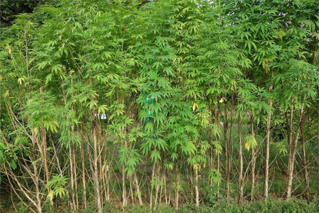 Broad-leaflet hemp in Guangxi province, China.