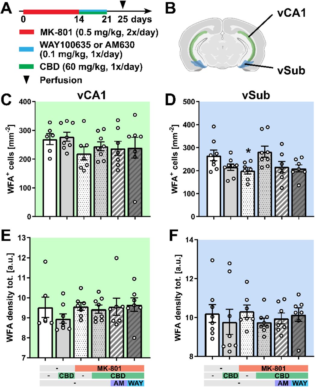 There is no difference in WFA+ cell density and WFA density across the pharmacological treatments in the hippocampus(A) Experimental protocol for pharmacological treatment with MK-801, WAY100635, or AM630 and CBD followed by perfusion and immunohistochemical analysis. (B) Schematic representation of the ventral CA1 (vCA1) and the ventral subiculum (vSub) of the hippocampus used for analysis [Created with BioRender.com]. (C-D) Total cell density of WFA+ cells in the vCA1 (C) and vSub (D) regions. (E-F) Total WFA density (calculated as fluorescence intensity) in the vCA1 (E) and vSub (F) regions. Data are represented as mean ± SEM and derived from N=6-9 mice. Details on statistical analysis can be found in Supplementary Table 1.