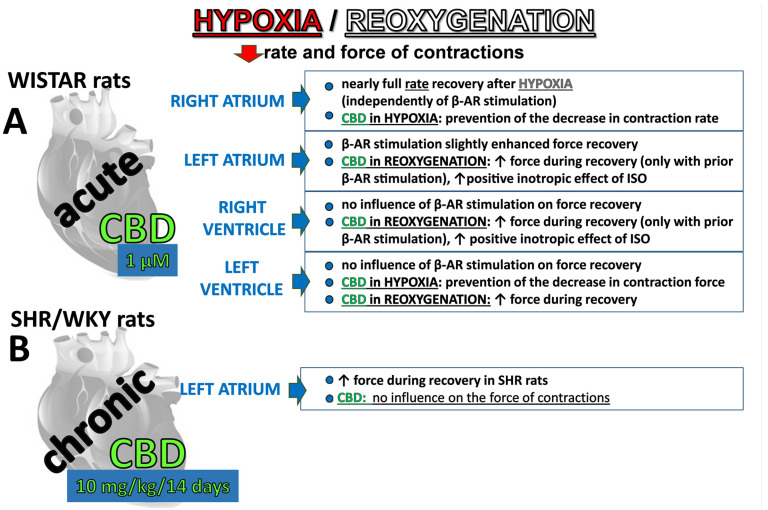 Summary of major effects of hypoxia/reoxygenation as well as β-adrenergic (β-AR) stimulation and cannabidiol′s (CBD)—mediated cardioprotection in rat cardiac tissues isolated from four cardiac compartments (for details of protocols, see Figure 1). CBD was administered acutely (A) to organic baths containing cardiac samples or chronically (B) to spontaneously hypertensive rats (SHR) and their normotensive controls (WKY) and isolated left atria were subjected to hypoxia/reoxygenation.