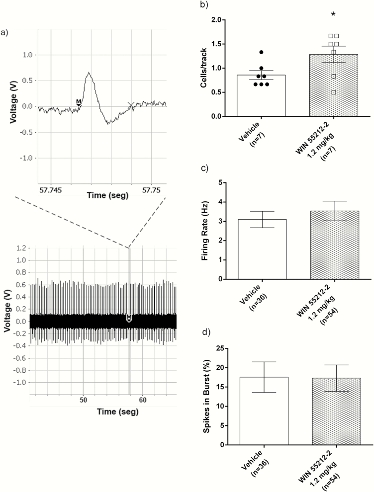 Adolescent exposure to WIN 55212-2 increased substantia nigra pars compacta (SNc) dopamine neuron population activity in adult rats. In vivo single-unit recording in anesthetized adult animals was carried out in vehicle (n = 7) and WIN 55212-2 adolescent exposed rats (n = 7). (a) Example of action potential (top) and a trace of SNc dopamine neuron (bottom). (b) Population activity of dopamine neurons. *P < .05 compared with vehicle group; unpaired t test. (c) Average firing rate. (d) Percentage of spike in a burst. Data correspond to mean ± SEM.