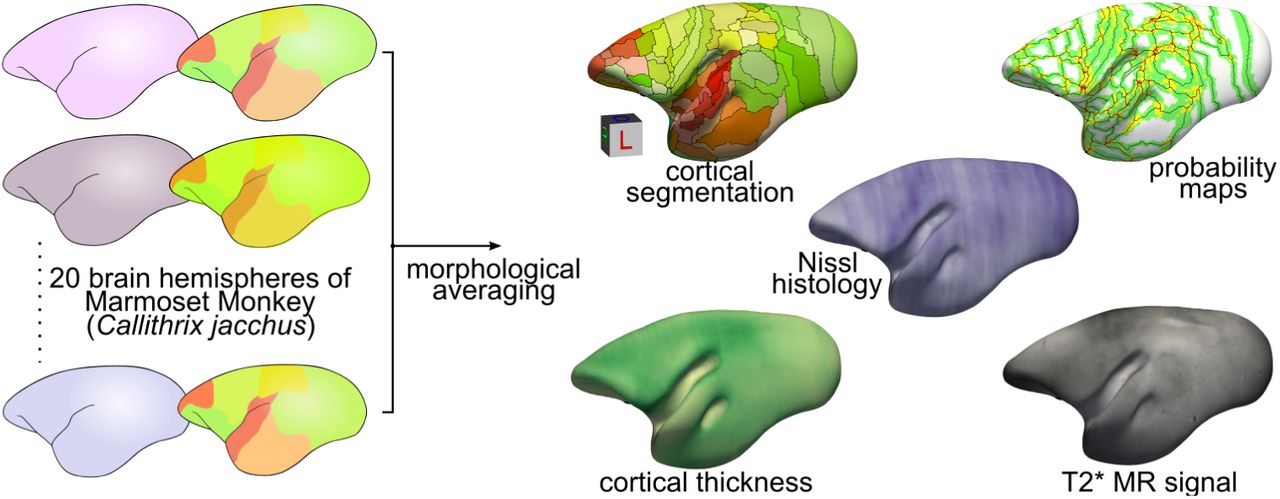 Scientific figure