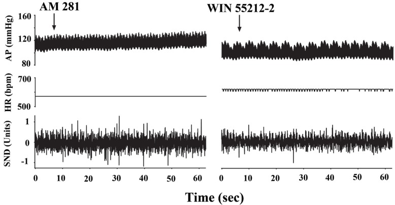 Bilateral microinjection of the cannabinoid receptor antagonist AM 281 did not cause any change in the blood pressure and heart rate but antagonized the actions of WIN 55212-2. Arterial pressure (AP) and heart rate (HR) are expressed in mmHg and in beats per min (bpm), respectively. Sympathetic nerve discharge (SND) is expressed in arbitrary units.