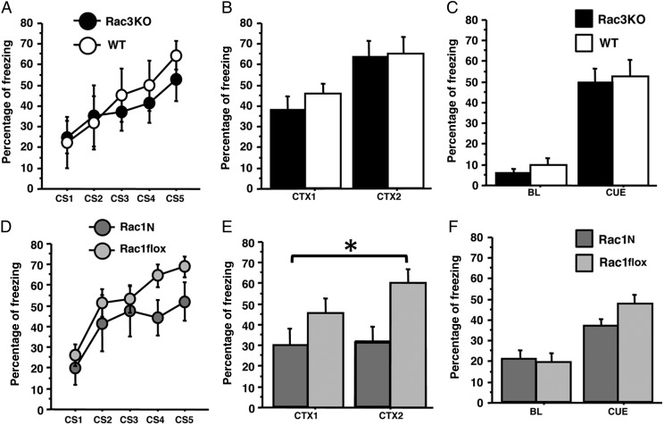 Rac1N but not Rac3KO mice are impaired in associative memory in the trace fear-conditioning. Rac3KO (n = 8), WT (n = 8), Rac1N (n = 8), and Rac1flox (n = 12) mice were subjected to the trace fear-conditioning test. Rac3KO mice did not show any difference compared with control mice in freezing reactions during the presentation of the 5 tones (CS) of the conditioning session (A), 24 h later in the 2 min context test (CTX1: first min; CTX2: second min) (B), and during the tone test (BL: baseline; CUE: 1 min tone) (C). Rac1N mice did not show any difference compared with control mice in freezing reactions during the presentation of the 5 tones (CS) of the conditioning session (D), and 24 h later during the tone test (BL: baseline; CUE: 1 min tone) (F). Instead, they showed a specific hippocampal-dependent deficit in the 2 min context test (CTX1: first min; CTX2: second min) (E). Data are presented as means ± SEM. *P < 0.05.
