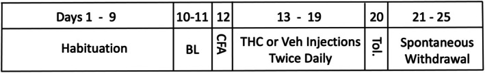 Experimental timeline. The last 2 days of the habituation period were averaged for the baseline value. CFA was injected into the right hindpaw immediately prior to the beginning of Day 12. Half the rats were injected with THC and the other half with vehicle (Veh) twice daily for 7 days. All rats were injected with THC on Day 20 to assess tolerance (Tol). Rats were euthanized after the last day of withdrawal assessment (Day 25).