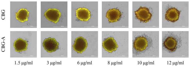 Spheroid 3D culture of colon cancer cells after 48 h of incubation with CBG and CBG-A. Abbreviations: CBG—cannabigerol; CBG-A—cannabigerolic acid. The scale bar is 1000 µm.