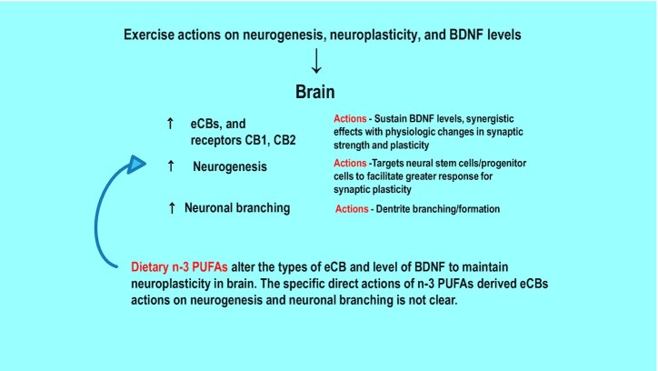 Exercise actions on neurogenesis, neuroplasticity, and BDNF concentrations. Exercise imparts effects on the brain that are vital for neurogenesis and neuroplasticity. The capacity to influence neurobiological events, such as thought processes and adaptive changes for control of movement throughout life, depends on eCBs and OxLs. BDNF concentrations are increased by exercise and complement neuroplasticity. As explained, eCBs participate in how exercise influences the central nervous system, and the cannabinoid CB2 receptor has a preeminent role in altering the amount of BDNF in the brain. In addition, moderate physical activity increases OxLs and as a consequence alters downstream factors to impact processes of inflammatory pain. BDNF, brain-derived neurotrophic factor; CB1 and CB2, cannabinoid receptors; eCB, endocannabinoid; OxL, oxylipin.