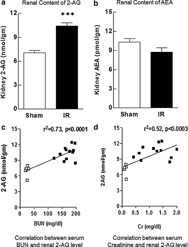 Renal content of 2-AG increased significantly 24 h after IRI, while AEA content did not change in animals post-IRI compared with sham-operated controls (a, b). Serum BUN and creatinine strongly and significantly correlated with renal 2-AG content in both groups (c, d). Data are expressed as mean±SEM, n=6–10 animals in each group ***p<0.005, R2>0.5 was considered significant. 2-AG, 2-arachidonoylglycerol.