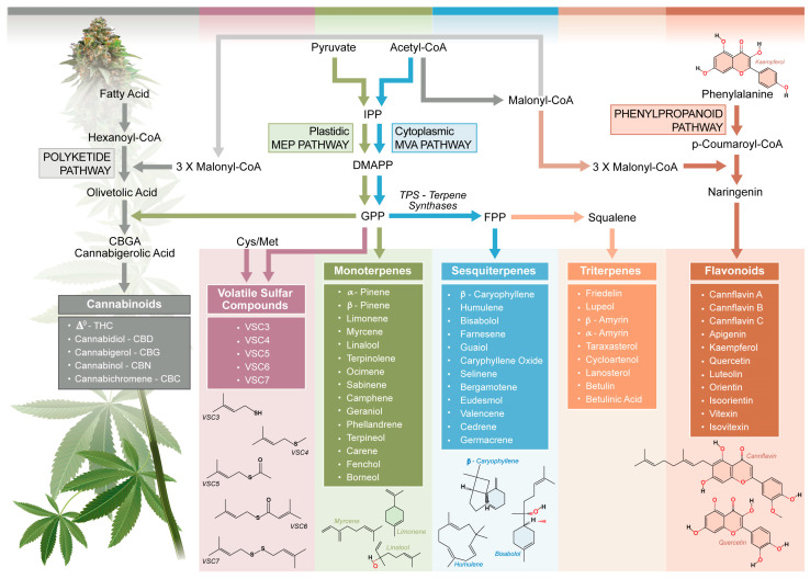 Interconnections of biosynthesis pathways of Cannabis sativa L. aroma and flavor compounds. The polyketide, MEP, MEV, and phenylpropanoid pathways are represented and comprehensive biosynthetic steps, as well as compounds, are included. CBC, cannabichromene; CBD, cannabidiol; CBG, cannabigerol; CBGA, cannabigerolic acid; CoA, coenzyme A; DMAPP, dimethylallyl pyrophosphate; FPP, farnesyl diphosphate; GPP, geranyl diphosphate; IPP, isopentenyl diphosphate; MEP, methylerythritol phosphate; MVA, mevalonate; TPS, terpene synthase; VSC, volatile sulfur compound. Adapted and synthesized from: Booth et al., 2020 [5]; Zager et al., 2019 [46]; Allen et al., 2019 [47]; and Flores-Sanchez and Verpoorte, 2008 [48].