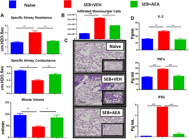 AEA attenuates SEB-induced ALI in mice. Mice were exposed to SEB intra-nasally with a single dose of 50 µg/mouse on day 0. On days-1, 0 and 1, AEA or VEH was given into these mice i. p at a dose of 40 mg/kg body weight. Mice were euthanized on day 2 for various studies. (A) Showing clinical functions of the lung including Specific Airways Resistance (sRAW), Specific Airways Conductance (sGAW), and Minute per Volume (MV). (B) Comparison between the groups for the total number of Mononuclear Cells isolated from the lungs. (C) Representative images of histopathological H & E staining of excised lung tissue (20X magnification). (D) Measurement of cytokines IL2, IL6, and TNFα in the serum. Five mice in each group were used and the data confirmed in three independent experiments. *p ≤ 0. 05, **p ≤ 0. 01, ***p ≤ 0. 001.