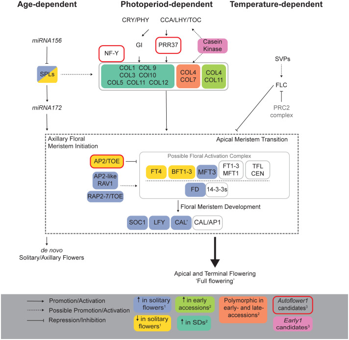 Putative flowering time pathways in Cannabis sativa L. Potential age-, photoperiod- and temperature-dependent pathways regulating flowering in C. sativa based on known pathways in model species (A. thaliana, soybean, and rice) as well as recently identified QTLs in hemp (Petit et al., 2020a). Superscripts indicate references: 1 Spitzer-Rimon et al. (2022), 2 Pan et al. (2021) and 3 Toth et al. (2022).