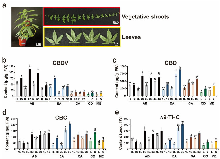 Quantitative analysis of neutral cannabinoids. (a) Vegetative shoots (S) and true leaves (L) of 2-month-old Cannabis plants were used for cannabinoid analysis. (b) CBDV, (c) CBD, (d) CBC, and (e) Δ9-THC levels were quantified from S and L extracts of three individuals each of abacus 2.0 (AB) and early abacus (EA), two individuals each of cherry abacus (CA), and a single plant each of cherry diesel (CD) and merlot (ME). The Y axis represents the contents of cannabinoids in fresh weight (FW). Different lowercase letters indicate significant difference (p < 0.05) according to Tukey’s test.