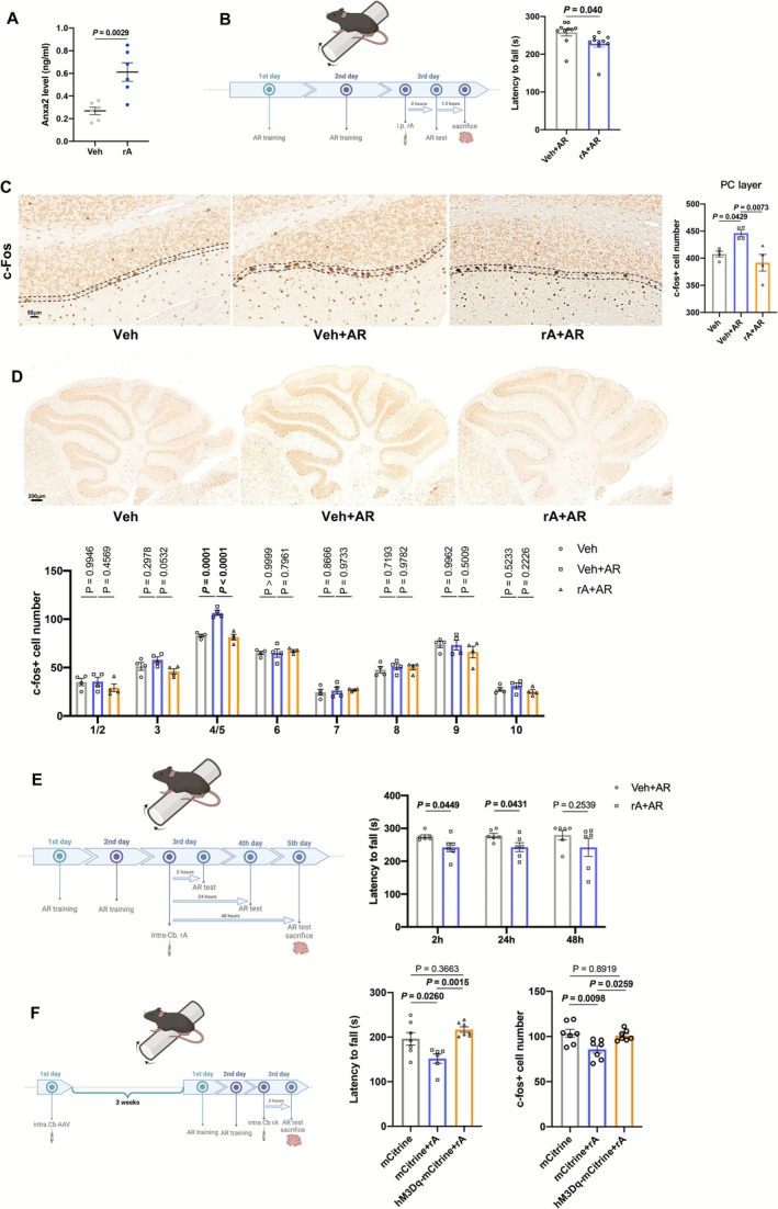 Effects of ANXA2 on motor coordination. (A) The ANXA2 level of serum in mice after intraperitoneal (i.p.) injection of saline (Veh) and rA (rA) by ELISA (n = 6). (B) Schematic diagram on i.p. injection of rA and timeline of AR tests (left) and AR latency to fall of mice after i.p. injection of saline (Veh + AR) and rA (rA + AR) (right) (n = 10). (C) Representative images (left) and numbers (right) of c‐Fos positive cells in Purkinje (PC) layers of mice in Veh, Veh + AR, rA + AR groups (n = 4). (D) Representative images (up) and numbers (down) of c‐Fos positive cells in PC layers of various cerebellar lobules in mice in Veh, Veh + AR, rA + AR groups (n = 4). (E) Schematic diagram on intracerebellumal (intra. Cb.) injection of rA and timeline of AR tests (left) and AR latency to fall of mice after intra. Cb. injection of saline (Veh + AR) and rA (rA + AR) (right) (n = 6–7). (F) Schematic diagram on intra. Cb. injection of AAV9‐L7‐6‐hM3D(Gq)‐mCitrine and rA and timeline of AR tests (left) and effects of virus and rA on AR latency to fall (middle) and numbers of c‐Fos positive cells (right) (n = 7). Values are represented as means ± SEM. Exact p values are shown.