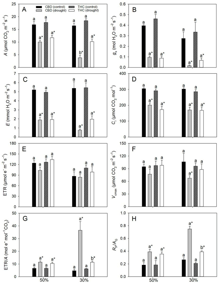 (A) Net photosynthetic rate (A), (B) stomatal conductance (gs). (C) internal CO2 concentration (Ci), (D) transpiration rate (E), (E) electron transport rate (ETR), (F) maximum single-point carboxylation capacity based on chloroplastic CO2 concentration (Vcmax), (G) electron transport rate-to-photosynthesis ratio (ETR/A), and (H) photorespiration-to-gross photosynthesis ratio (RP/AG) in two cannabis genotypes grown under well-watered or drought conditions. For droughted plants, measurements were taken at 50% and 30% field capacity (FC). Values are means ± SE (n = 8). Different letters indicate significant differences between genotypes within the same water regime; asterisks, when shown, indicate a drought effect within a genotype (Tukey’s test, p ≤ 0.05).