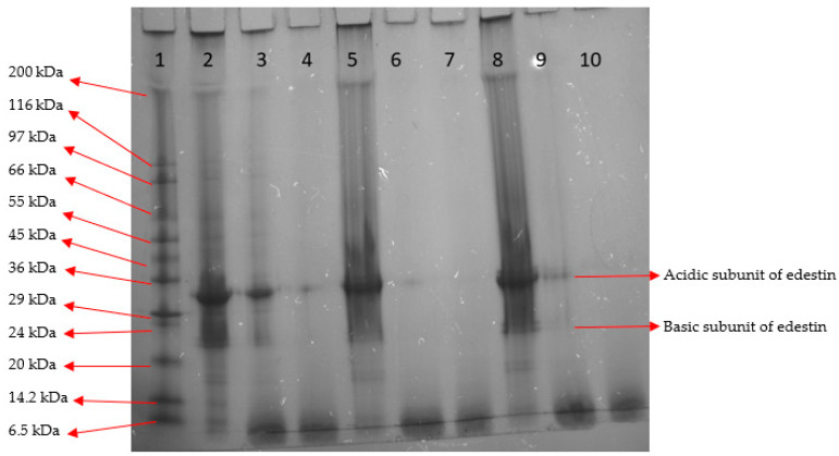 Sodium dodecyl sulfate polyacrylamide gel electrophoresis (SDS-PAGE) profile of 1, molecular mass marker; 2, 5, 8, intact; 3, 6, 9, gastric digested; and 4, 7 and 10, gastrointestinal digested protein samples from an organically (OC) and two conventionally (CC1 and CC2) cultivated hempseeds, respectively.