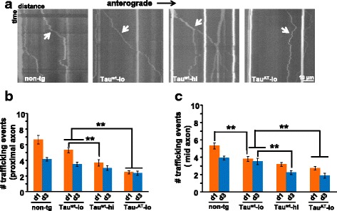 Time-resolved imaging of mitochondria reveals deficits in the trafficking machinery of mutant TauAT animals. a Representative kymographs showing the nature of particle movements in different worm lines. Mitochondria in non-tg, Tauwt-lo and Tauwt-hi worms show long range movements (in the range 8–15 μm) compared to TauAT-lo where mitochondria exhibit short and oscillatory movements (<5 μm). Quantitation of number of mitochondrial trafficking events in proximal (b) and mid region (c) of mechanosensory neuron in day 1 and day 3 adults. TauAT-lo animals show significant reduction in mitochondrial trafficking compared to non-tg and Tauwt-lo both at day 1 and day 3. However, Tauwt showed dose dependent decreasing trends of trafficking events in both the regions of the neuron. Error bars show mean ± SEM, n ≥ 10. **P ≤ 0.001. Paired t-test with unequal variance was used for comparison