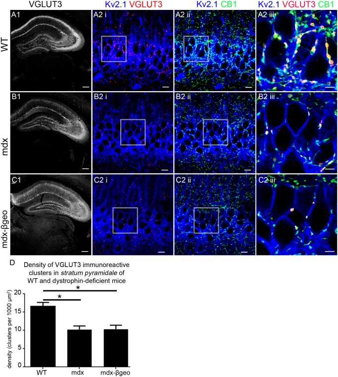 Localisation and quantification of VGLUT3 immunoreactivity within the hippocampus of WT and dystrophin-deficient mice, reacted and imaged under identical conditions.(A) shows the pattern of VGLUT3 immunoreactivity within the hippocampus of WT mouse tissue. (A 1) an overview of the entire hippocampus demonstrating the prototypical enrichment of VGLUT3 immunoreactivity within the cell body regions of the hippocampus with lower levels evident in distal dendritic layers. (A 2 i) and (A 2 ii) shows puncta immunoreactive for VGLUT3 and CB1 respectively on Kv2.1 immunopositive somato-dendritic profiles within stratum pyramidale. (A 2 iii) shows that virtually all VGLUT3 immunopositive puncta colocalise with those immunopositive for CB1 and are thus likely to represent the axon terminals of cholecystokinin-expressing basket cells. (B) and (C) show the pattern of VGLUT3 immunoreactivity within the hippocampus of mdx and mdxβgeo mouse tissue respectively, reacted and imaged under conditions identical to those for the WT tissue. (B 2 I, ii) and (C 2 I, ii) demonstrate the significantly lower levels of VGLUT3 and CB1 immunoreactivity within the stratum pyramidale of mdx and mdxβgeo mouse tissue respectively. (B 2 iii) and (C 2 iii) demonstrate the sparse number of colocalised VGLUT3 and CB1 immunoreactive clusters suggestive of a significant decrease in the density of innervation by cholecystokinin-expressing basket cells within this region of dystrophin-deficient mice. (D) quantification of the density of VGLUT3 immunoreactive clusters in stratum pyramidale of WT, mdx and mdxβgeo tissue. Bars represent the means and lines the SEM. *P<0.05; ANOVA with Tukey’s posthoc test; N = 3 animals. Scale bars (A, B, C, 1) 200 µm; (A, B, C, 2 i, ii) 10 µm; (A, B, C, 2 iii) 5 µm.