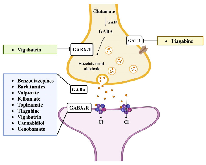 Mechanisms of action of ASMs that promote inhibitory neurotransmission in the CNS. Abbreviations: GABA: γ-aminobutyric acid; GABAAR: GABA type A receptor; GABA-T: GABA transaminase; GAD: Glutamic acid decarboxylase; GAT-1: GABA transporter 1.