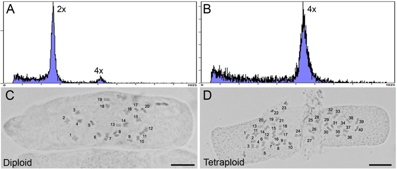 Analysis of ploidy by flow cytometry and root tip squash. (A,B) Flow cytometric histograms of the nuclear DNA content in diploid (2×) and (B) tetraploid (4×) leaf samples for C. sativa strain 2 plants, respectively. Y-axis, counts. X-axis, channel. (C,D) Root tip cells stained with 2% acetocarmine to observe chromosomes in diploid (2n = 2× = 20) and tetraploid (2n = 4× = 40) C. sativa strain 2 plants, respectively. Chromosomes are numbered for clarity. Scale bars, 10 μm.