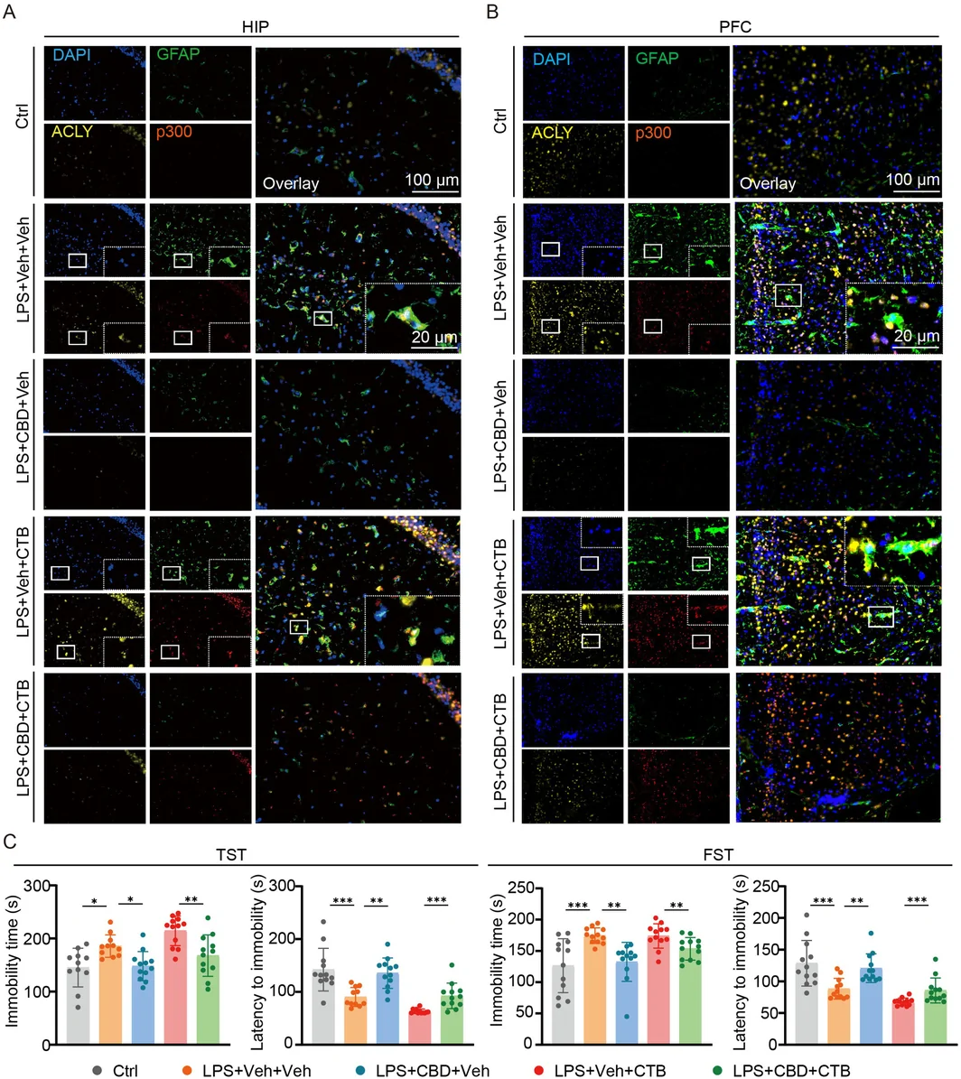CBD inhibits ACLY+p300+ epigenetic memory astrocytes activation and alleviates depressive‐like behaviors in mice immunofluorescence staining of GFAP, p300 and ACLY in the (A) HIP and (B) PFC of mice from the five groups, n = 3. (C) Immobility time and latency to immobility in the TST and FST, Data are presented as mean ± SEM (n = 12). One‐way ANOVA with Tukey's post hoc test was used for statistical analysis; ns, not significant; *p < 0.05, **p < 0.01, ***p < 0.001.