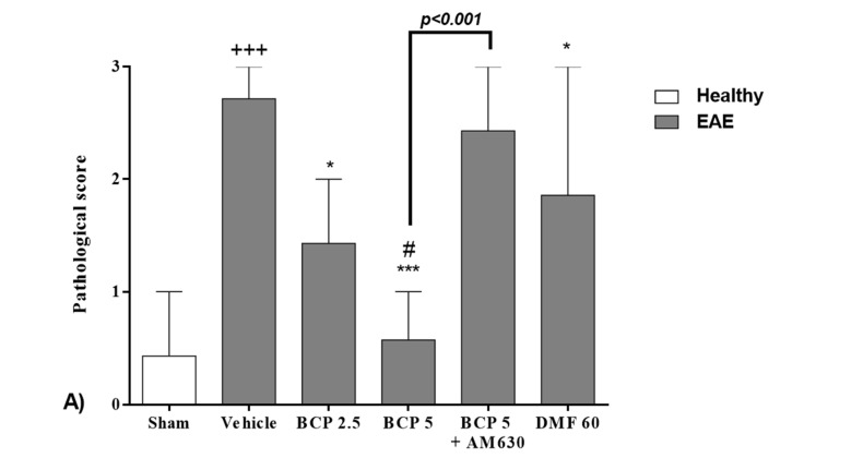 The effects of treatment with BCP on the inflammatory cell infiltration into the spinal cords and pathological score with H&E for enumerating infiltrating leukocytes; (A) The effects of DMF (60 mg/kg; 30 mg/kg twice a day; p.o.), BCP (2.5, 5 mg/kg/day; p.o.), and the combination of a CB2 antagonist AM630 (1 mg/kg; i.p.) with BCP (5 mg/kg/day; p.o.) with BCP (5 mg/kg/day; p.o.) on the pathological score in EAE mice. (B) Sham group. (C) Vehicle. (D) DMF 60 mg/kg. (E) BCP 2.5 mg/kg. (F) BCP 5 mg/kg. (G) BCP 5 mg/kg + AM630; indicates lumbar spinal cord parts of H&E staining (100×); 0—without inflammation; 1—low inflammatory cell levels, 2—perivascular infiltrates; and 3—the extended intensity of perivascular cuffing with extension into contiguous tissue. Data were presented as mean ± range, n = seven animals per group, three to four fields of view per animal for each experiment protocol. Considering that data has non-parametric nature, data analysis was performed using the Kruskal–Wallis test and Dunn’s post hoc multiple comparisons test. (*) indicates the comparison between varying doses of BCP and DMF groups and the vehicle group, *: p < 0.05, and ***: p < 0.001.; (+) makes a comparison between the vehicle and sham groups, +++: p < 0.001.; # makes comparisons between BCP to DMF group in each graph, #: p < 0.05.
