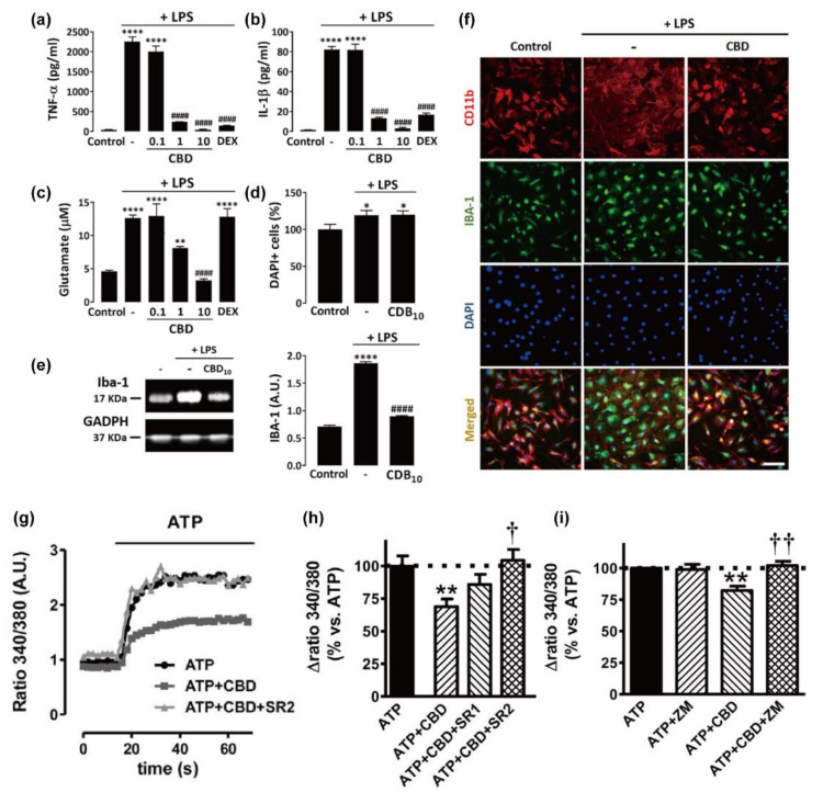 CBD actions on microglia. Anti-inflammatory effects of CBD in the microglial cultures challenged with LPS. (a) TNF-α and (b) IL1-β releases in the microglial cultures exposed to LPS (10 ng/mL) in the presence or absence of CBD (0.1, 1, and 10 μM) or DEX (2.5 μM). Data are means ± SEM (n = 6), **** p < 0.0001 versus controls and #### p < 0.0001 versus LPS. (c) Extracellular glutamate levels in the microglial cultures exposed to the same treatments as those in (a,b). Data are means ± SEM (n = 6), **** p < 0.0001 versus controls and ** p < 0.01, #### p < 0.0001 versus LPS. (d) DAPI+ cells in the microglial cultures exposed to LPS (10 ng/mL) in the presence or absence of CBD (10 μM). Data are means ± SEM (n = 6), * p < 0.0001 versus controls. (e) Western blot visualization (left) and quantification (right) of Iba-1 expression levels in the cultures exposed to the same treatments as those in (d). Data are means ± SEM (n = 4), **** p < 0.0001 versus controls and #### p < 0.0001 versus LPS. (f) Visualization of immunofluorescent CD11b (red) and Iba-1 (green) signals and DAPI-counterstained nuclei in the LPS (10 ng/mL)-treated microglial cell cultures in comparison to the control and CBD (10 μM)-treated cultures. Merged images illustrate the global impact of the treatments on microglial cells. Scale bar: 120 μm. (a–f) Reproduced with permission from [76], Copyright 2019, Wiley Periodicals, Inc. (g) Effects of CBD (100 nM) and SR144528 (100 nM, SR2) on ATP-induced increase in the intracellular Ca2+ level of primary microglial cells. (h,i) Implications of (h) CB2 and (i) A2A receptors in the effect of CBD on ATP-induced increase in intracellular Ca2+ level. Statistical analysis was done by one-way ANOVA followed by Student’s t test; ** p < 0.01 versus ATP, and † p < 0.05 and †† p < 0.01 versus ATP + CBD. (g–i) Adapted with permission from [75], Copyright 2011, The American Society for Pharmacology and Experimental Therapeutics.