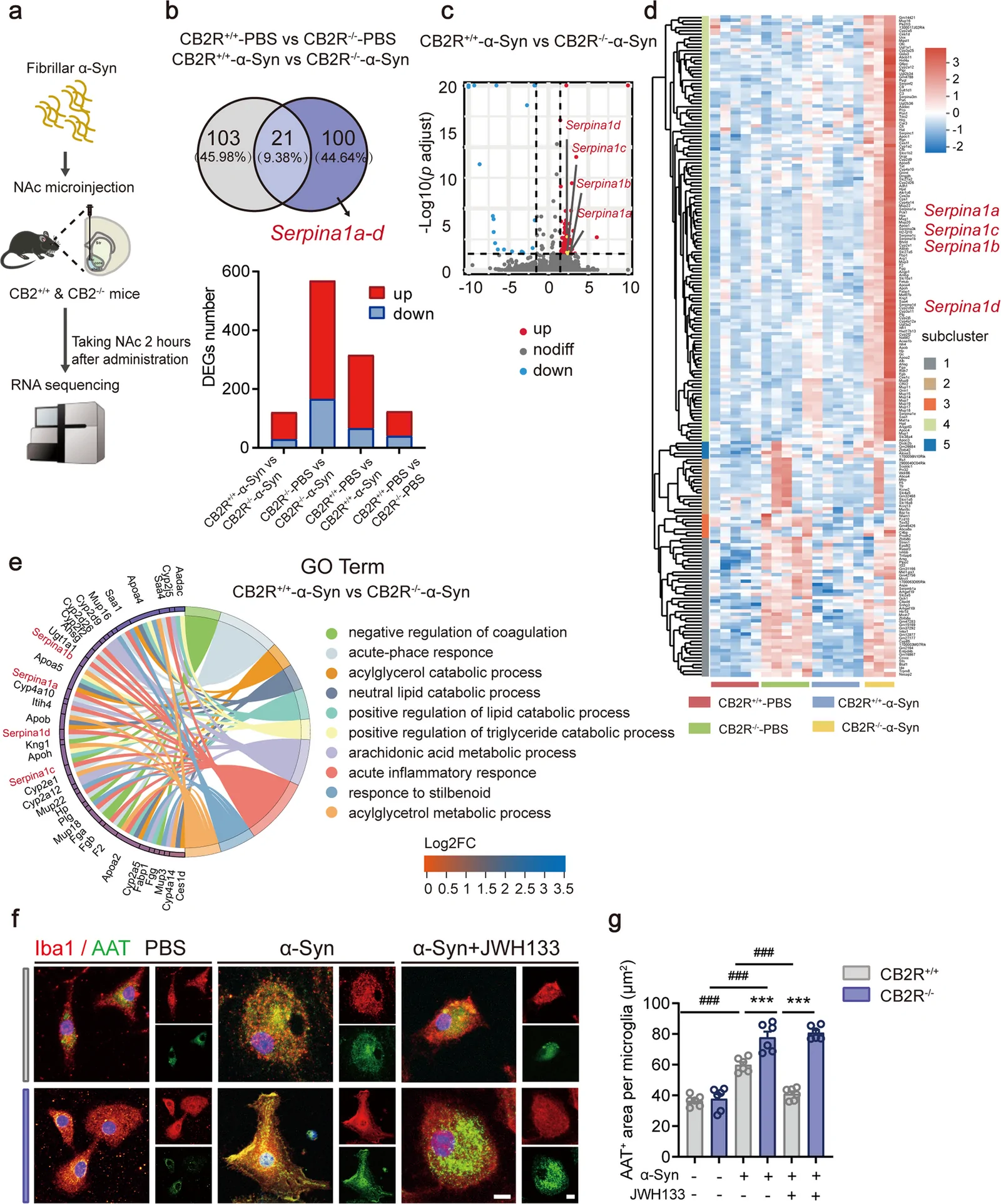 CB2R deficiency upregulates Serpina1 gene and AAT expression following α-syn induction. a Schema of RNA sequencing in the NAc affected by fibrillar α-syn in CB2R+/+ and CB2R−/− mice. b Venn diagram of the intersection and specific distribution of DEGs among CB2R+/+ and CB2R−/− mice treated with PBS and α-syn. c Volcano diagram of the DEGs between CB2R+/+ and CB2R−/− mice treated with α-syn. d Heatmap depicting the significant upregulation (red) and downregulation (blue) of DEGs from the NAc across four groups. n = 3 or 5 per group. e GO enrichment chord diagram of the DEGs corresponding to the top 10 significantly-enriched GO terms. f IF of Iba1 (red) and AAT (green) in primary microglia isolated from CB2R+/+ and CB2R−/− mice treated with PBS, α-syn, α-syn + JWH133. scale bar: 10 μm (n = 6). g Quantitative analysis of the AAT-positive area per microglia. Data are presented as the mean ± SEM and assessed by two-way ANOVA with Tukey's multiple comparisons test. #p < 0.05, ##p < 0.01, ###p < 0.001, between microglia treated with PBS, α-Syn and α-Syn + JWH133; *p < 0.05, **p < 0.01, ***p < 0.001 for genotype comparisons under the same treatment condition. NAc, Nucleus accumbens; α-syn, α-synuclein; AAT, alpha-1-antitrypsin; CB2R (Cnr2), Cannabinoid receptor 2; GO, Gene ontology; IF, immunofluorescence
