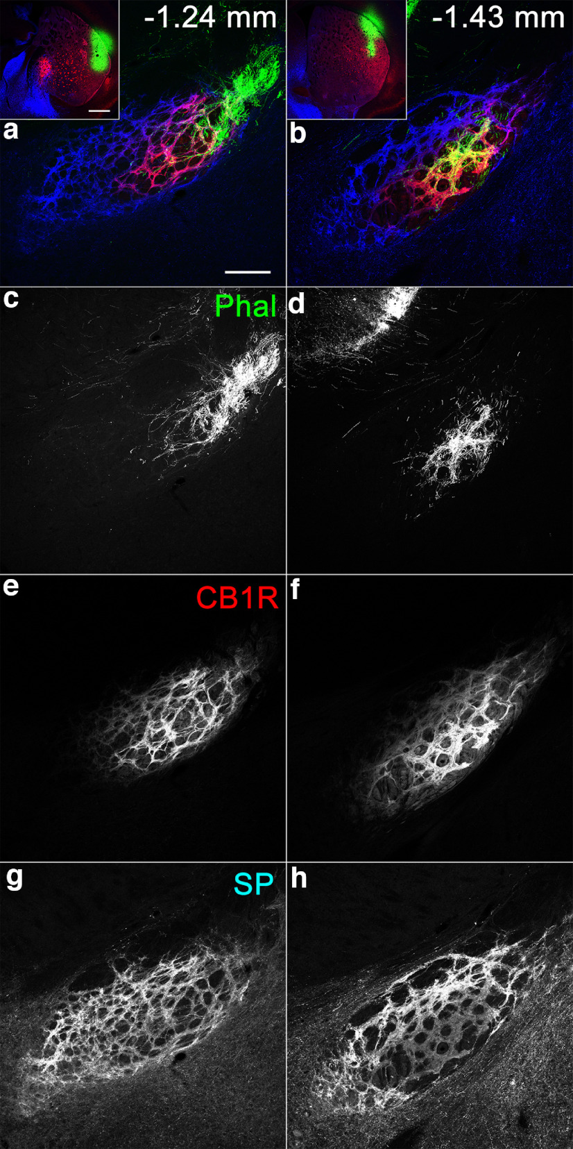 Innervation of areas with lSP/hCB1R immunoreactivity inside the EPN by afferent fibers from the DL part of the striatum, which also shows lSP/hCB1R immunoreactivities. a–h, Pseudocolor images (a, b) representing phal (green), CB1R (red), and SP (blue) immunoreactivities are shown separately in c and d; e and f; and g and h, respectively. The sites of phal injection are shown in the insets. The numbers indicate the distance from bregma. Scale bars: a, 200 μm; a, inset, 500 μm.