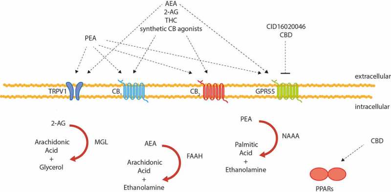 A schematic overview of cannabinoid receptors, cannabinoid-responsive non-cannabinoid receptors, their ligands and degrading enzymes of the endocannabinoid system as described in murine IBD. 2-AG, 2-arachidonoylglycerol; AEA, anandamide; CB, cannabinoid receptor; CBD, cannabidiol; FAAH, fatty acid amide hydrolase; GPR55, G protein-coupled receptor 55; NAAA, N-acylethanolamine-hydrolyzing acid amidase; PEA, palmitoylethanolamide; PPARs, peroxisome proliferator-activated nuclear receptors; THC, Δ9-tetrahydrocannabinol; TRPV1, transient receptor potential of vanilloid-type 1.