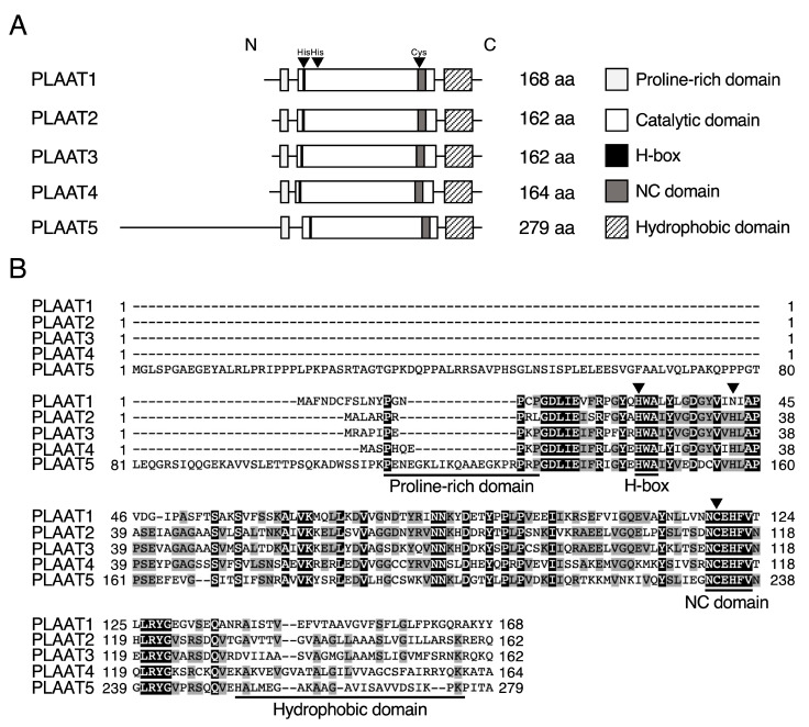 Structures of PLAAT proteins. (A) Structures of human PLAAT proteins. (B) The amino acid sequences of human PLAAT1−5 are aligned using the program GENETYX-MAC (version 20). Closed and shaded boxes indicate conserved amino acids in all five or more than three proteins, respectively. The arrowheads show the residues forming the catalytic triad.