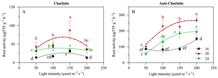 Effects of light intensity and photoperiod on the root activity of the plantlets of Charlotte (A) and Auto Charlotte (B). Identical letters indicate no significant difference between group means, while different letters denote significant differences.