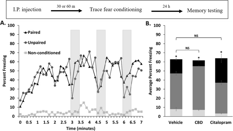 Trace fear-conditioning produced a tone-associated memory in all treatment groups of female mice. a. Time course of the average percent freezing during memory testing for vehicle-treated mice that received paired conditioning, unpaired conditioning, and non-conditioning. Shaded bars show periods during which the CS was presented. b. Percent freezing was averaged within treatment groups for each conditioning type (black - paired conditioning, dark grey - unpaired conditioning, and light grey - non-conditioned). Auditory-cued memories were validated by statistically comparing freezing levels between mice that received paired versus unpaired conditioning within each treatment group using one-tailed student’s t-tests (*p < 0.05). Comparison of freezing responses between either treatment group that received paired conditioning were not statistically significant (NS) in comparison to control. N = 12 animals per group with standard errors indicated. The timeline for the experiment is shown in the inset above