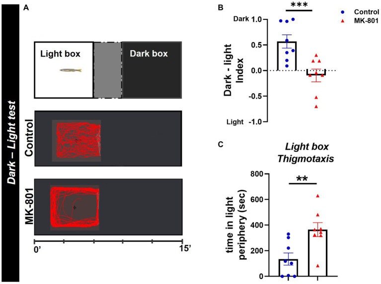 MK-801-treated zebrafish exhibit abnormal dark avoidance behavior. (A) Diagram of dark–light test and representative behavioral trajectories of control and MK-801-treated zebrafish. (B,C) Anxiety parameters of Control and MK-801-treated zebrafish as estimated in the dark–light test. (B) Dark–light index and (C) light box thigmotaxis. n = 8 per experimental group. Data are expressed as mean ± SEM. **p ≤ 0.01, ***p ≤ 0.001, compared to control group.